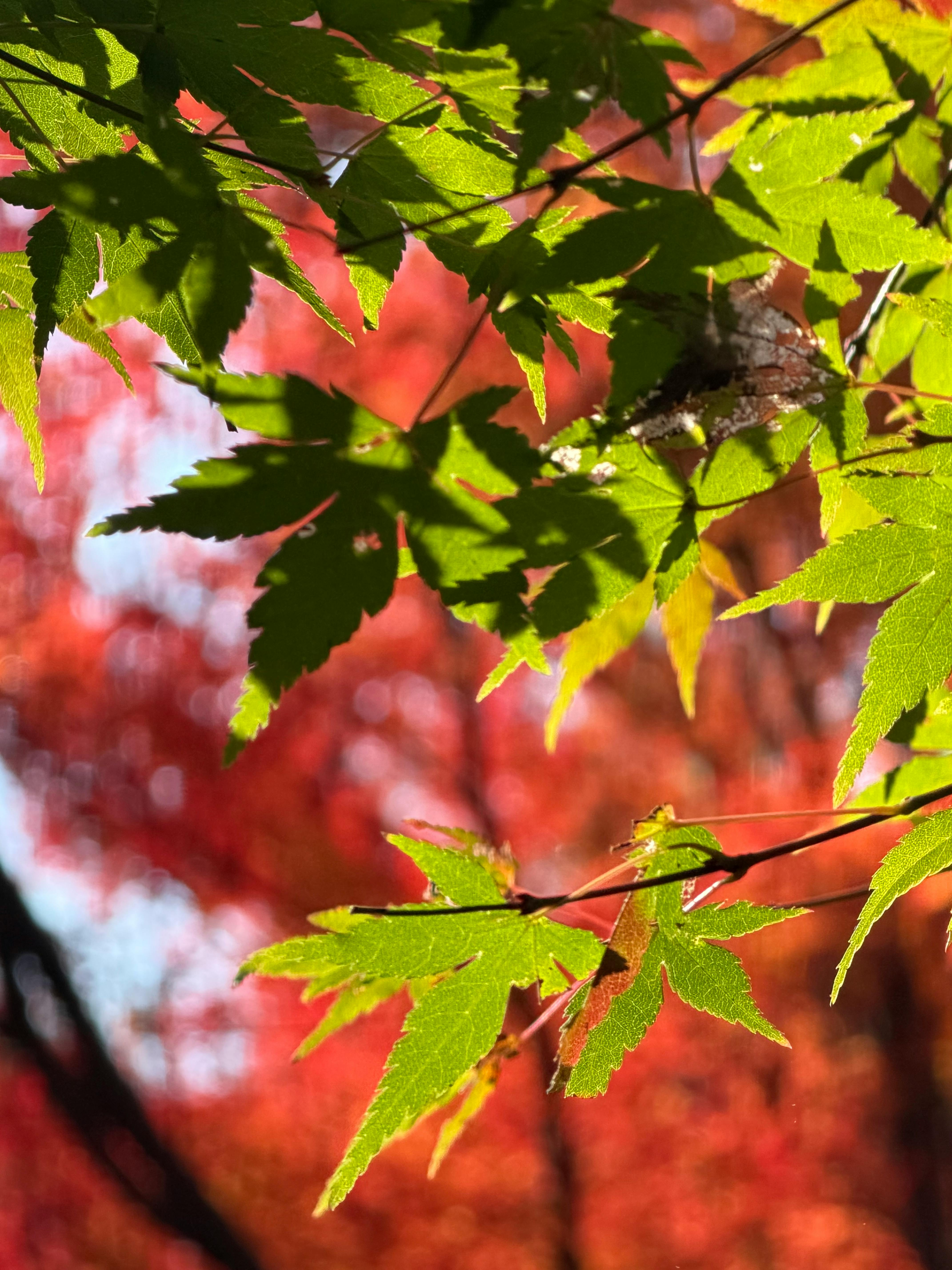 北京启动专项行动，重点整治六类金融领域网络乱象